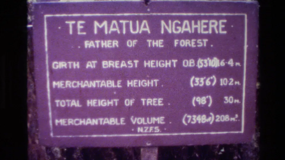 Close 1981 New Zealand 8mm frame of the Te Matua Ngahere sign describing the Father of the Forest and listing tree measurements.