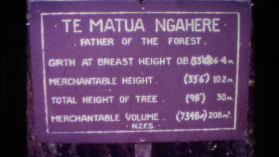 Close-up of the Te Matua Ngahere informational sign in New Zealand, with the tree trunk and forest foliage visible behind it.