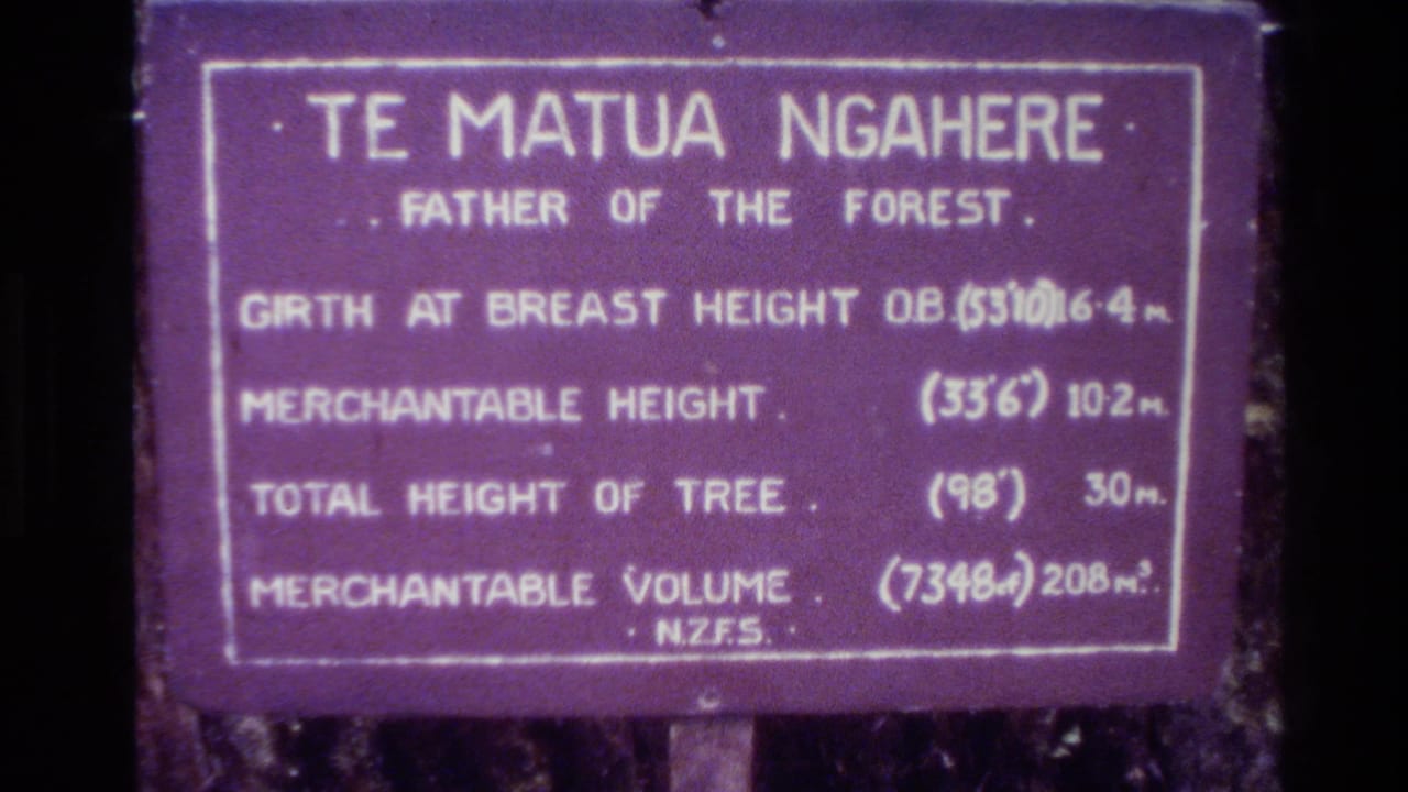 1981 New Zealand 8mm frame showing a purple Te Matua Ngaere, Father of the Forest, sign with girth, height, and volume details.