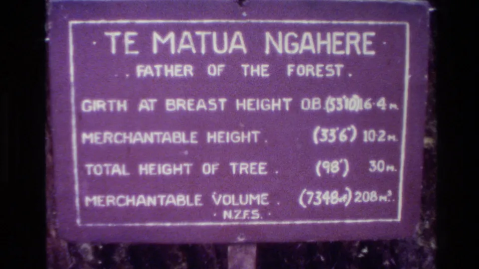 1981 New Zealand 8mm frame showing a purple Te Matua Ngaere, Father of the Forest, sign with girth, height, and volume details.