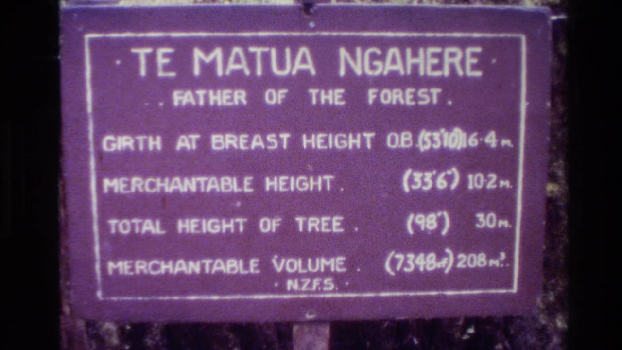 Purple Father of the Forest sign repeated in a slightly shifted handheld frame.