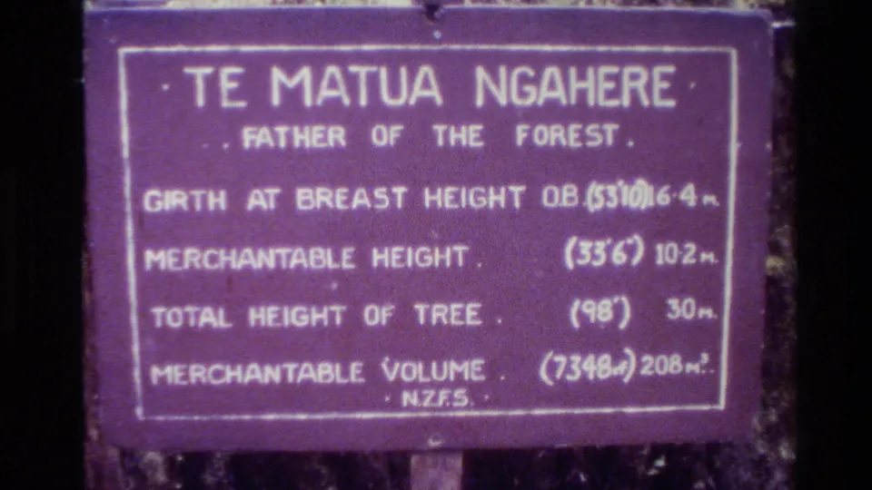Handheld 8mm view of the Te Matua Ngaere informational sign in New Zealand, with measurement text softened by film grain.