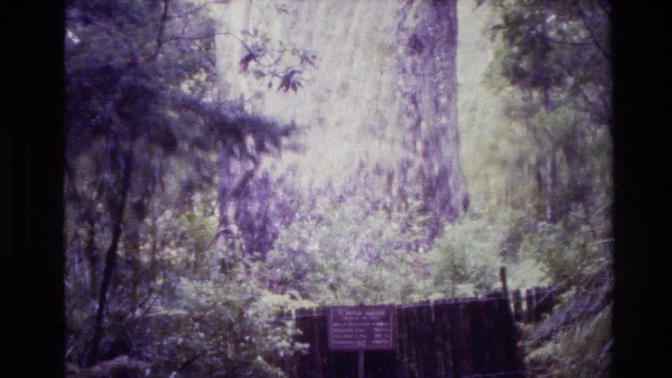 1981 New Zealand forest shot showing the large Te Matua Ngaere trunk rising behind undergrowth, fencing, and the sign at its base.