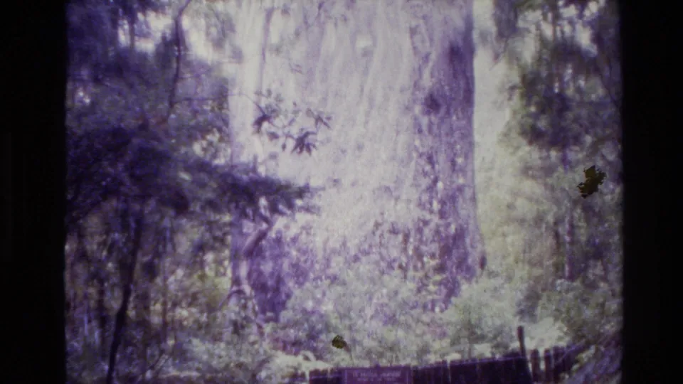 Soft, grainy 8mm frame of Te Matua Ngaere in New Zealand, with the broad trunk, dense vegetation, fence, and sign visible below.