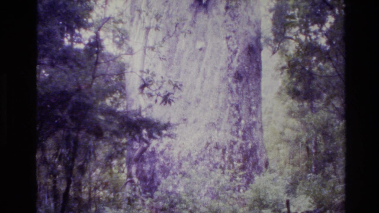 1981 New Zealand 8mm frame showing a large forest tree trunk with surrounding foliage, mossy texture, and soft purple color cast.