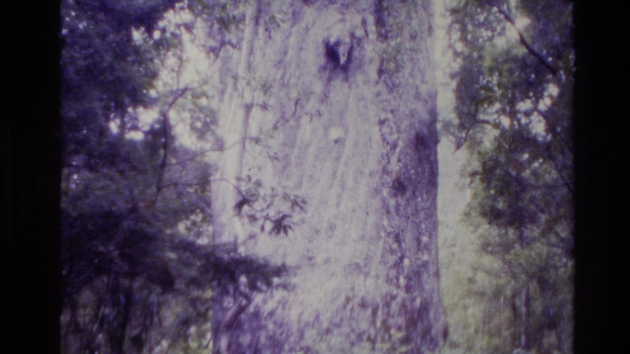 1981 New Zealand 8mm frame with the upward pan centered on a tall textured trunk and dense surrounding green canopy.
