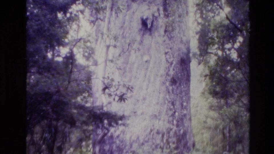 1981 New Zealand 8mm frame with the upward pan centered on a tall textured trunk and dense surrounding green canopy.