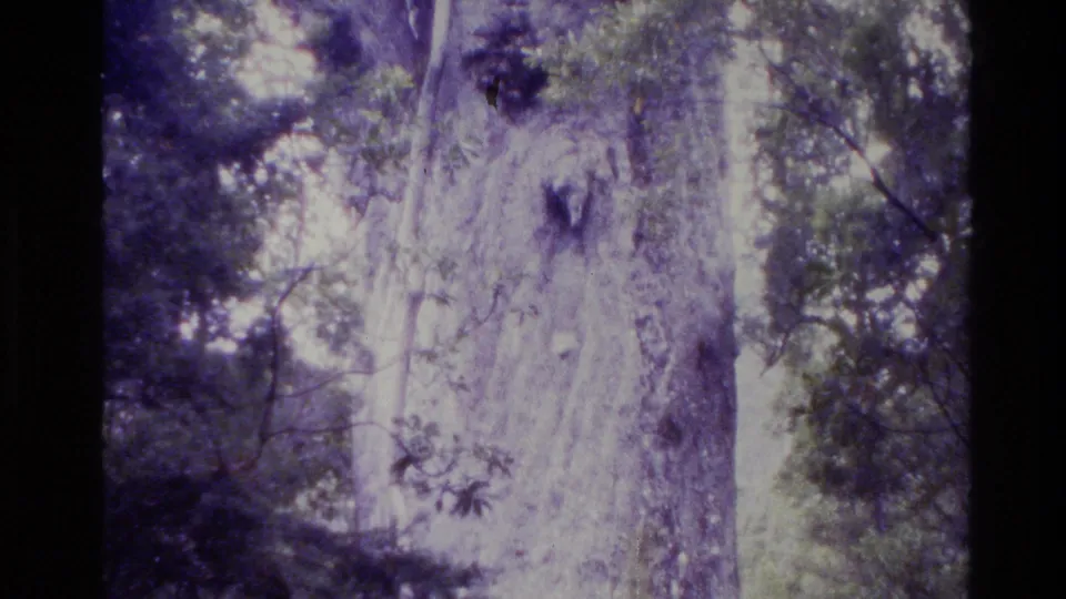1981 New Zealand 8mm frame showing the same large forest tree from a slightly shifted handheld angle during the upward pan.