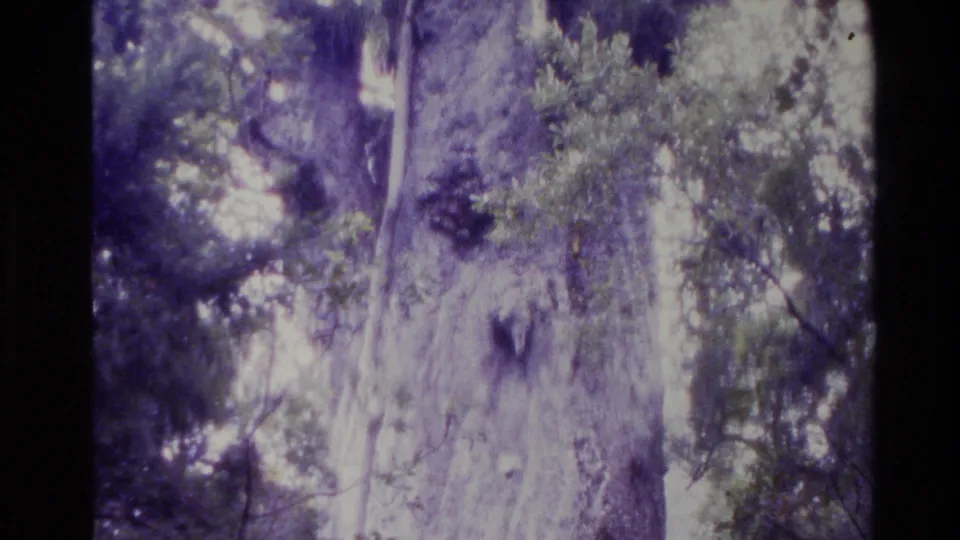 1981 New Zealand 8mm frame near the end of the pan, showing the tree trunk framed by leafy canopy and purple-shifted film color.