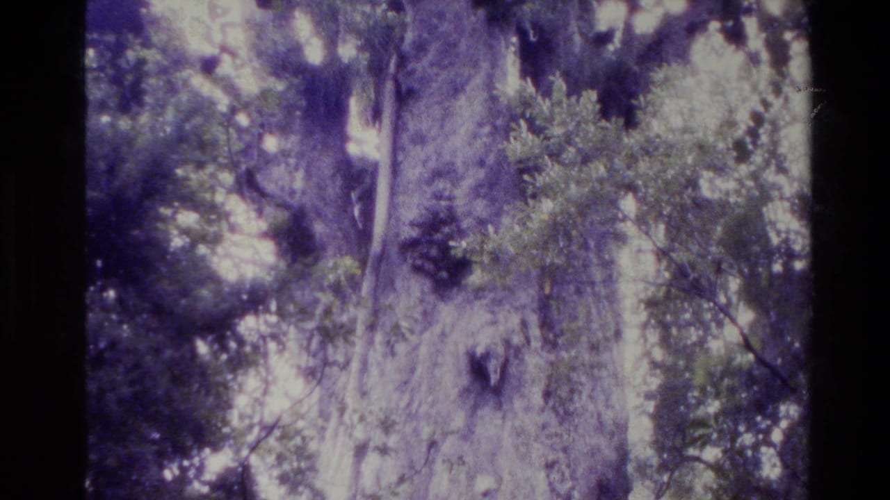 1981 New Zealand 8mm frame showing a tall forest tree seen from below, with foliage, sky gaps, grain, and purple color cast.