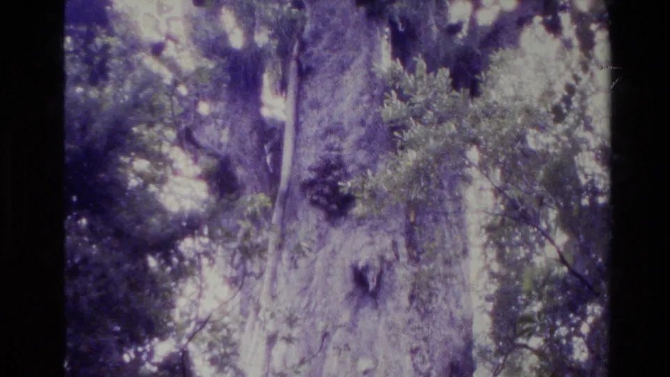 1981 New Zealand 8mm frame showing a tall forest tree seen from below, with foliage, sky gaps, grain, and purple color cast.