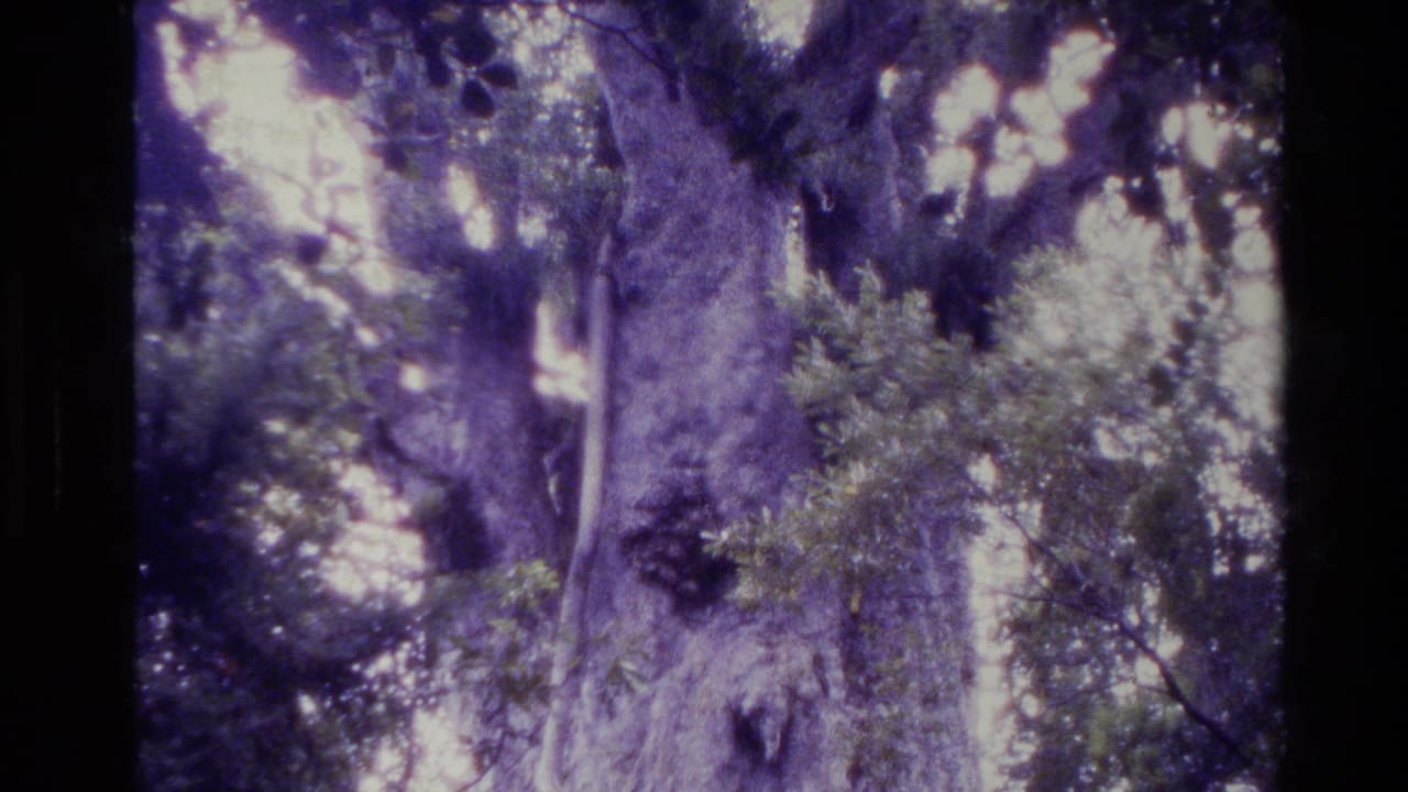 1981 New Zealand home-movie frame of a mature forest tree with branches, leaves, and bright sky showing through purple-tinted film.