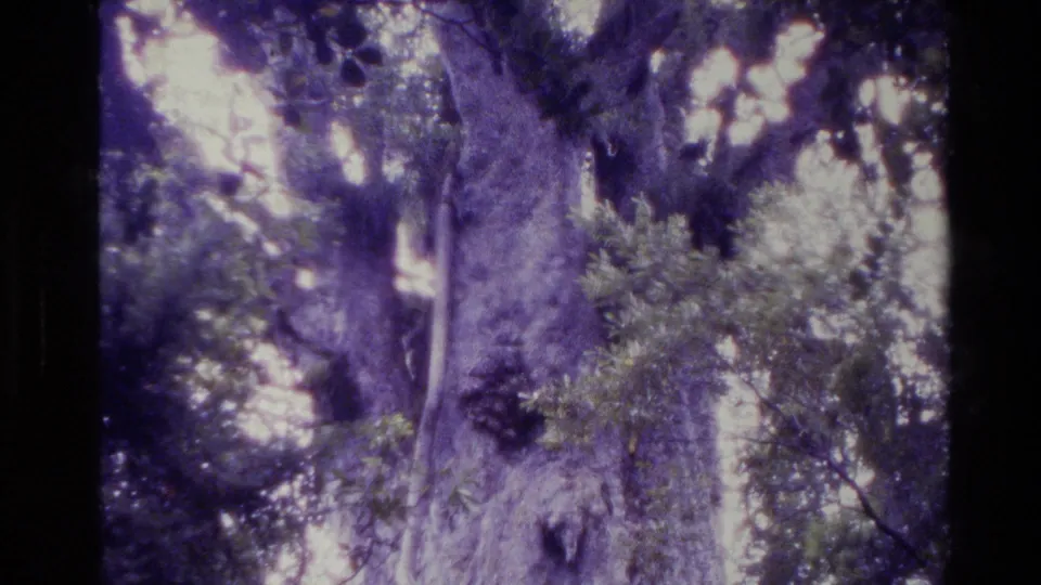 1981 New Zealand home-movie frame of a mature forest tree with branches, leaves, and bright sky showing through purple-tinted film.