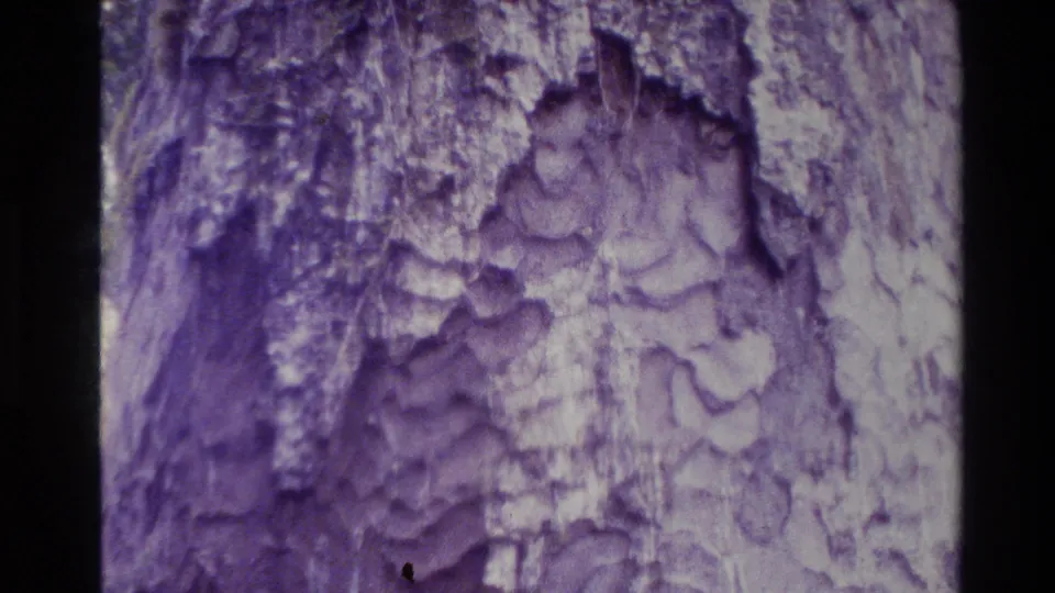 1981 New Zealand 8mm frame showing close bark texture on a large tree trunk, with soft purple tint and forest shadowing.