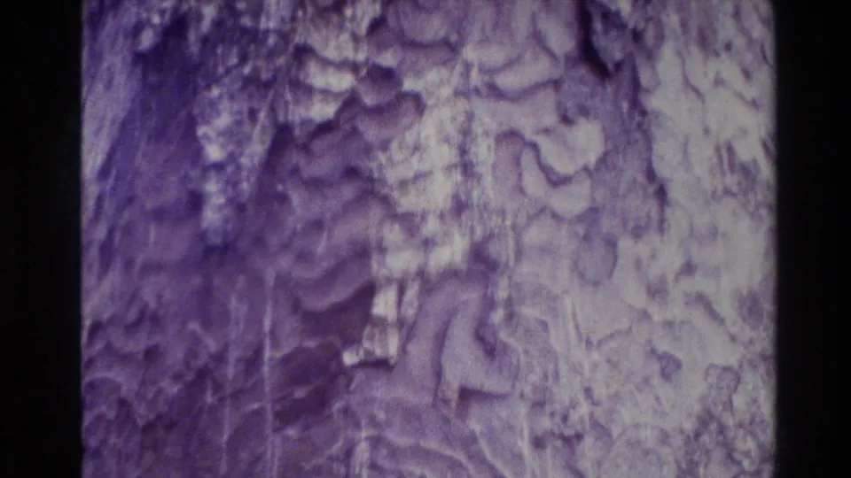 1981 New Zealand home-movie frame focused on the rough bark of a mature forest tree, with grain, tint, and edge darkness.