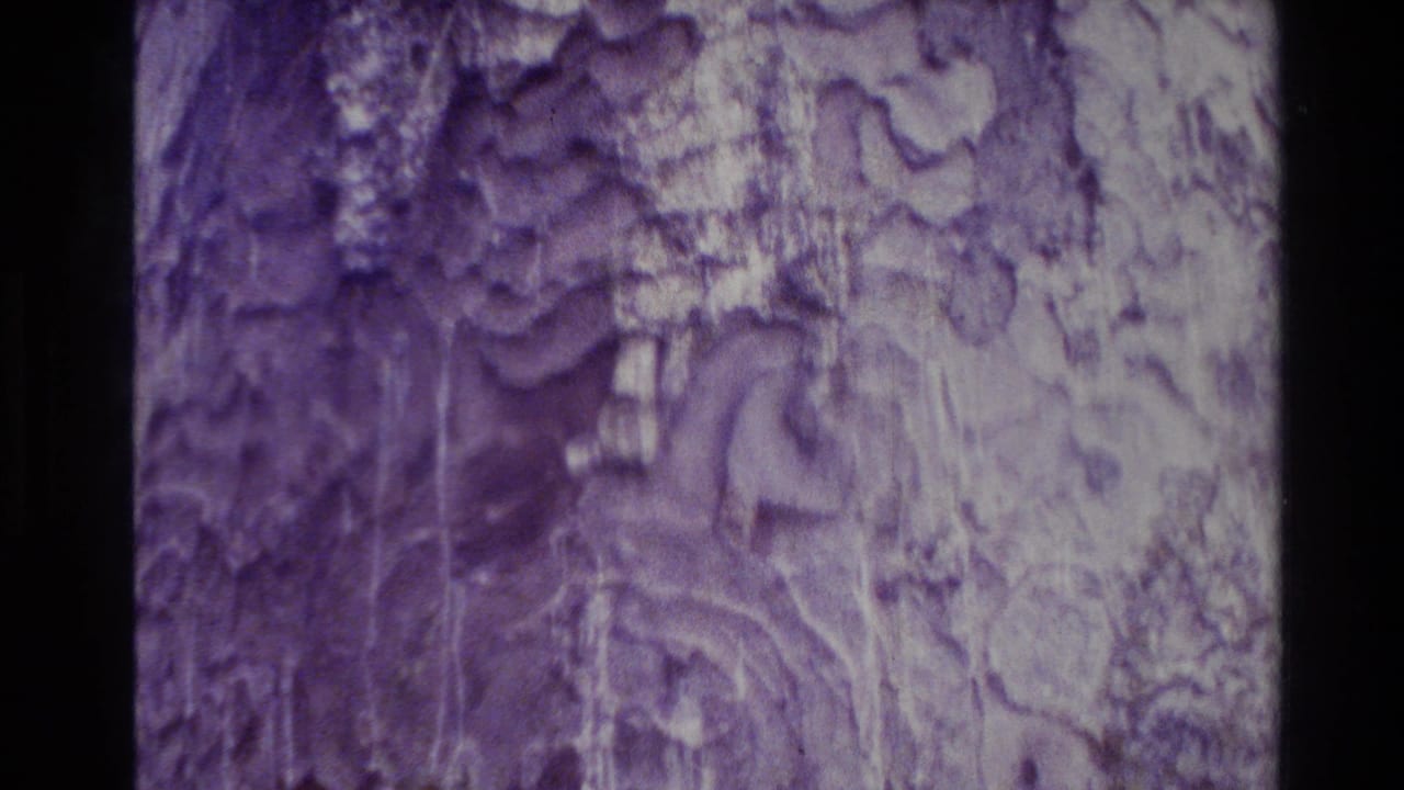 1981 New Zealand 8mm frame showing a close study of textured tree bark with purple film color shift and dark gate edges.