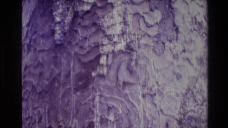 1981 New Zealand 8mm frame showing a close study of textured tree bark with purple film color shift and dark gate edges.