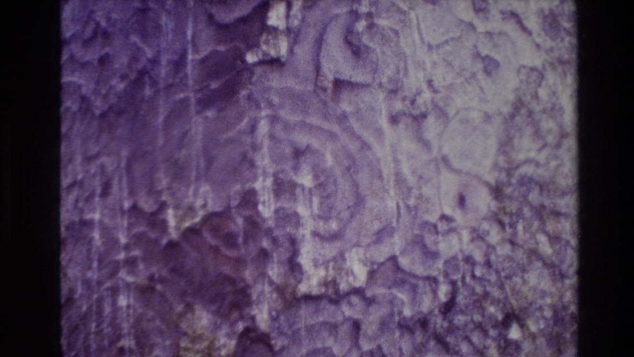 1981 New Zealand forest frame focused on a large tree trunk surface, with mottled bark detail and visible 8mm gate edges.