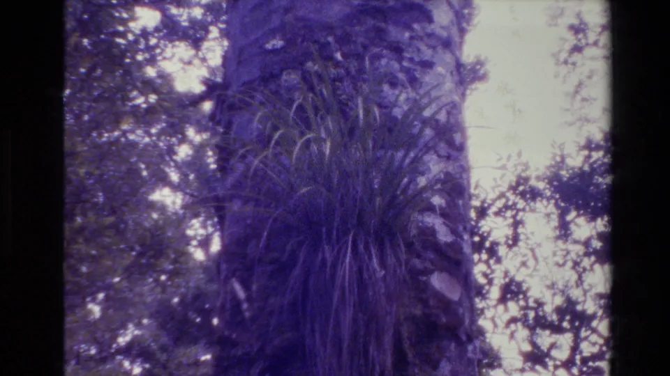 1981 New Zealand 8mm frame showing fern-like fronds on a tree trunk, with surrounding forest foliage and bright overexposed sky.