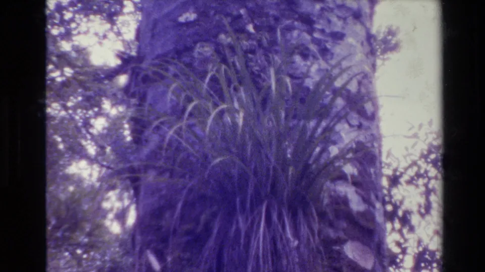 1981 New Zealand home-movie frame of fronds growing against textured bark, with leafy canopy and pale sky in the background.