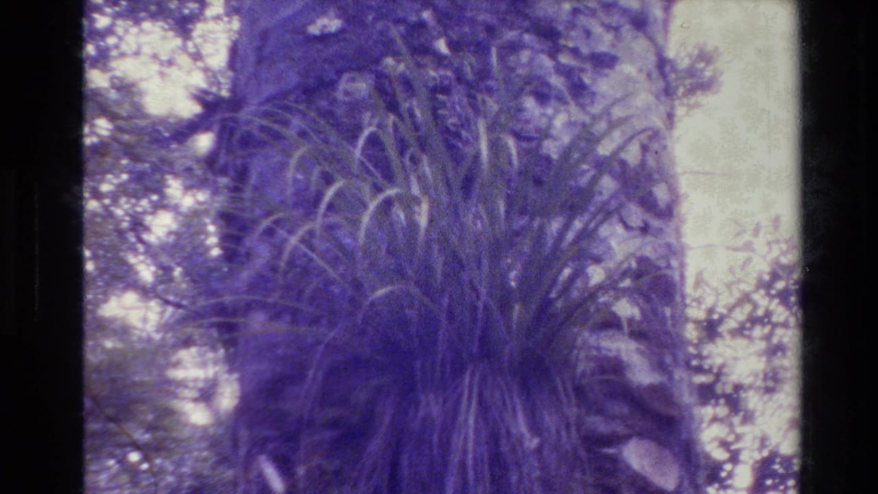 1981 New Zealand home-movie frame showing a large tree trunk, rough bark, and leafy growth under a strong purple cast.