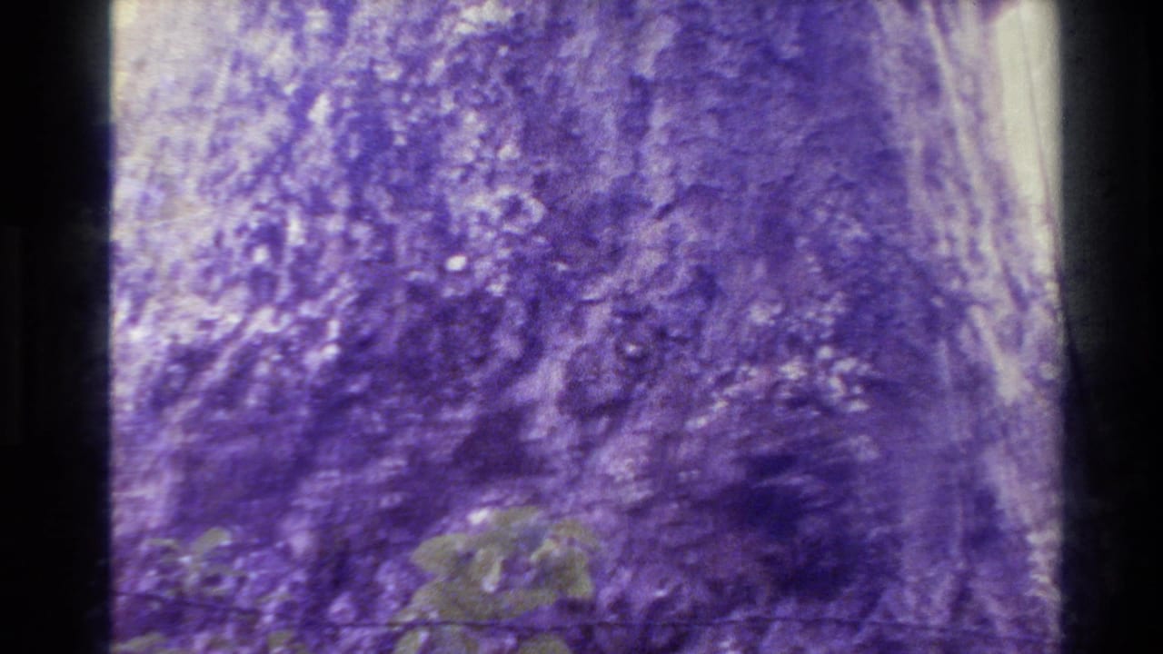 Close view of textured tree bark with small leaves near the lower edge.