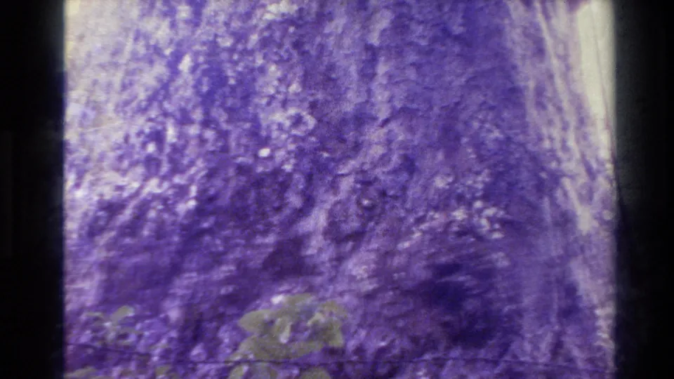 Purple-tinted 8mm frame from New Zealand showing textured bark on a large tree with surrounding forest growth.