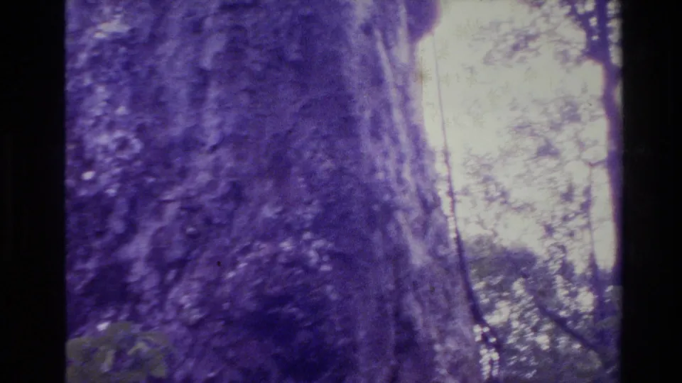 Close handheld 8mm view of a massive tree trunk in New Zealand, with bright daylight and surrounding foliage behind it.