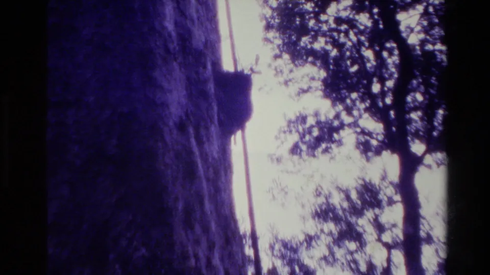 1981 New Zealand home-movie frame showing the edge of a large tree trunk against bright sky and silhouetted branches.