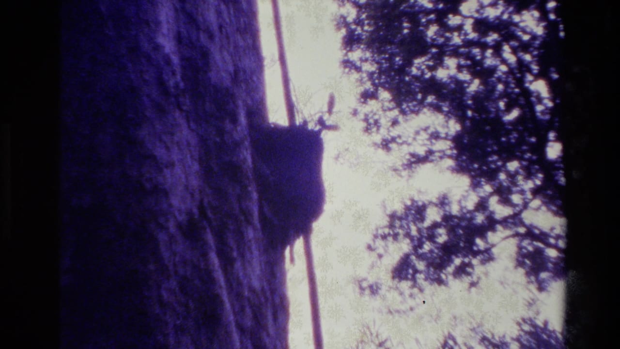 1981 New Zealand 8mm travel frame showing a dark rock or cliff surface beside trees, with heavy grain and purple color shift.