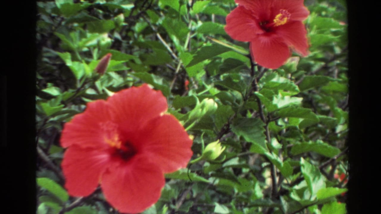 Close view of red hibiscus flowers among green leaves.