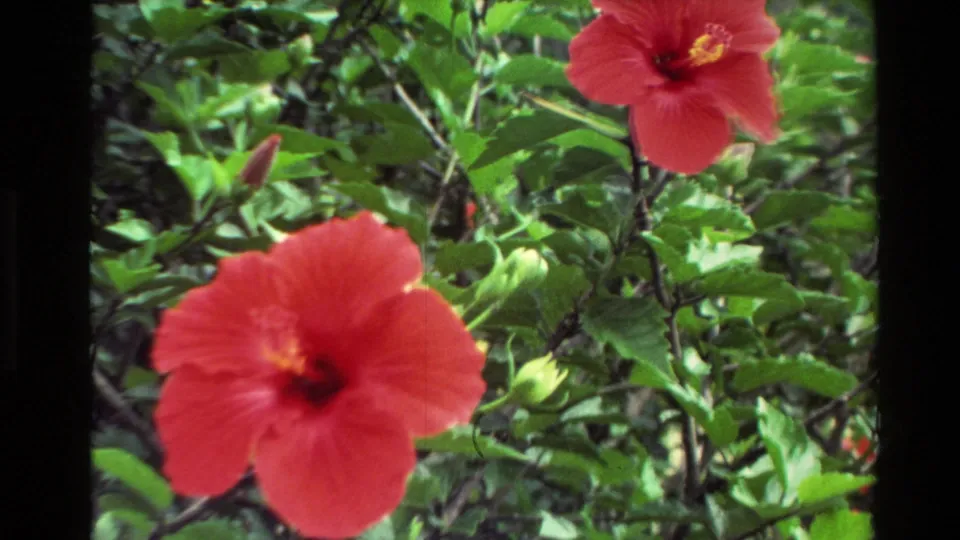 Close 8mm frame of red hibiscus blooms and green foliage in a New Zealand garden.