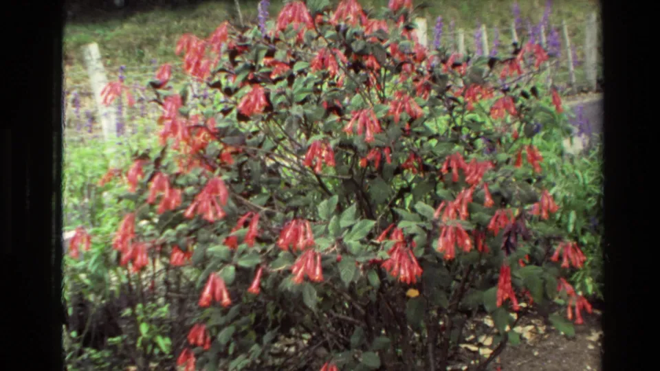 8mm home-movie frame of a flowering shrub with many red hanging blooms beside garden planting.