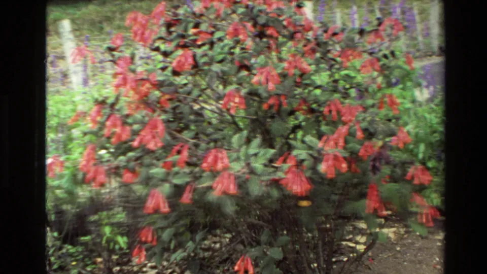 Soft 1981 New Zealand garden frame showing a red-flowering shrub amid foliage and nearby planting.