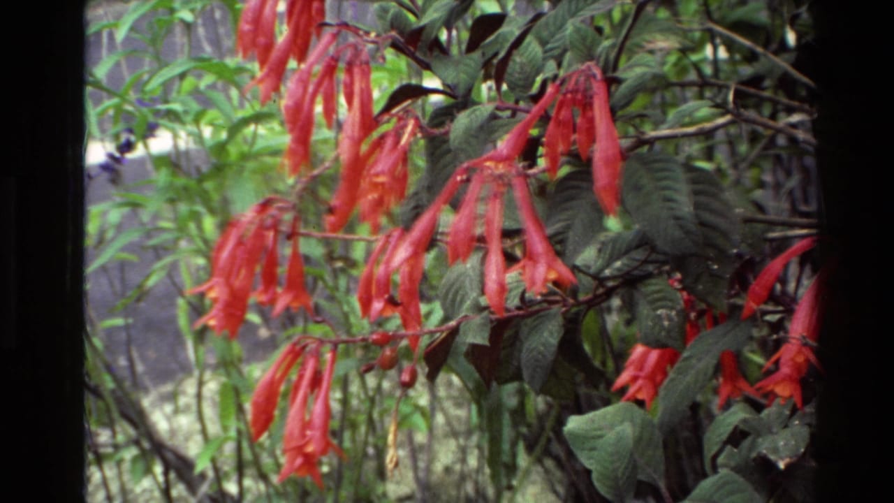 Red tubular flowers and dense green foliage in 1981 New Zealand 8mm home-movie footage.