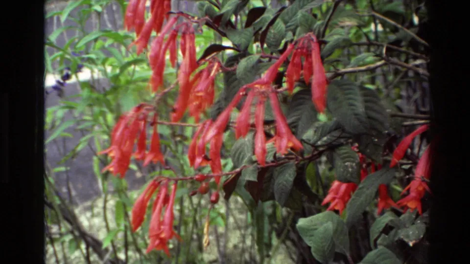 Red tubular flowers and dense green foliage in 1981 New Zealand 8mm home-movie footage.