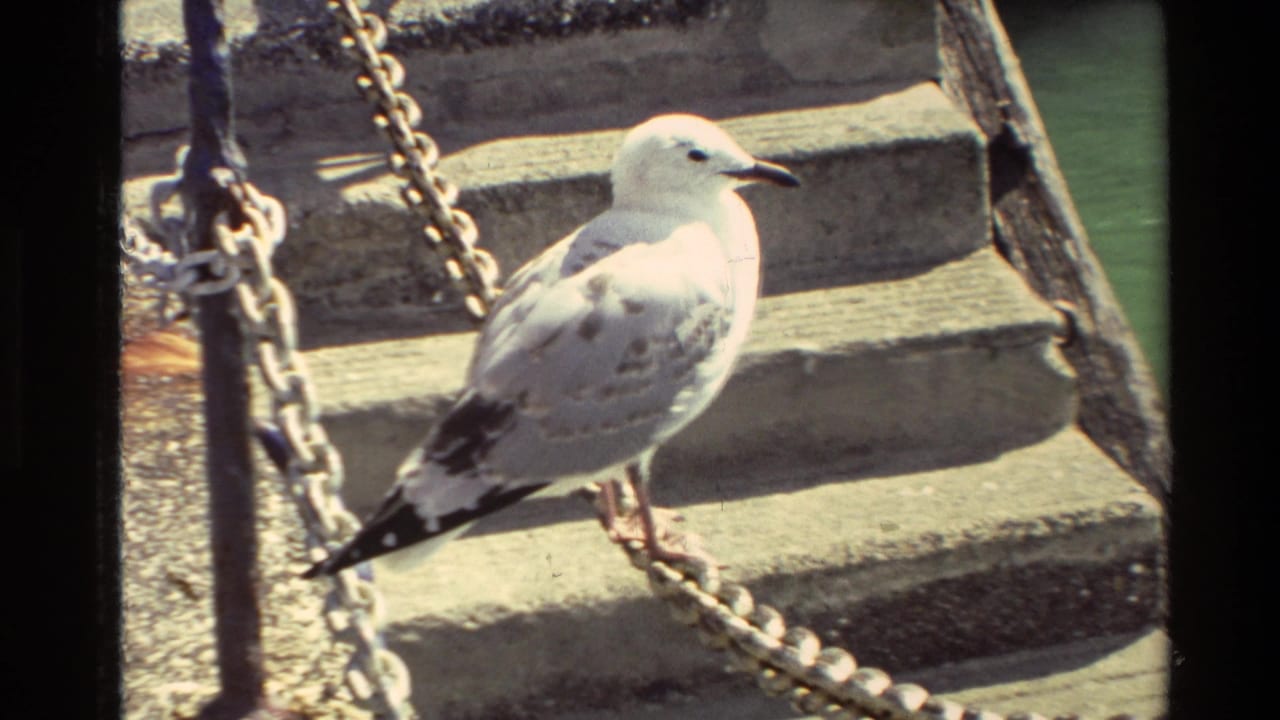 Seagull perched on concrete steps near chain barriers at a New Zealand harbor in 1981.