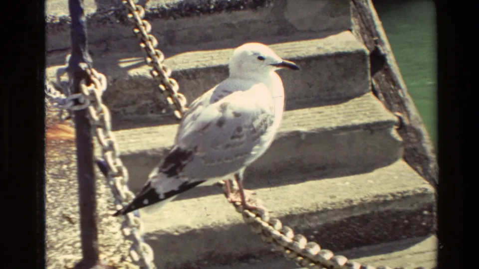 Seagull perched on concrete steps near chain barriers at a New Zealand harbor in 1981.