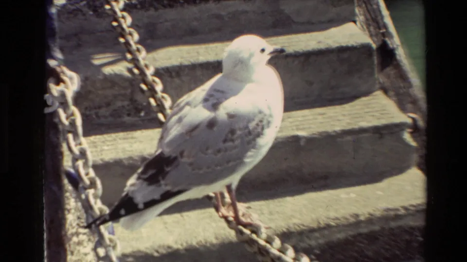 Close 8mm view of a seagull on dockside concrete steps, with chain links crossing the foreground.