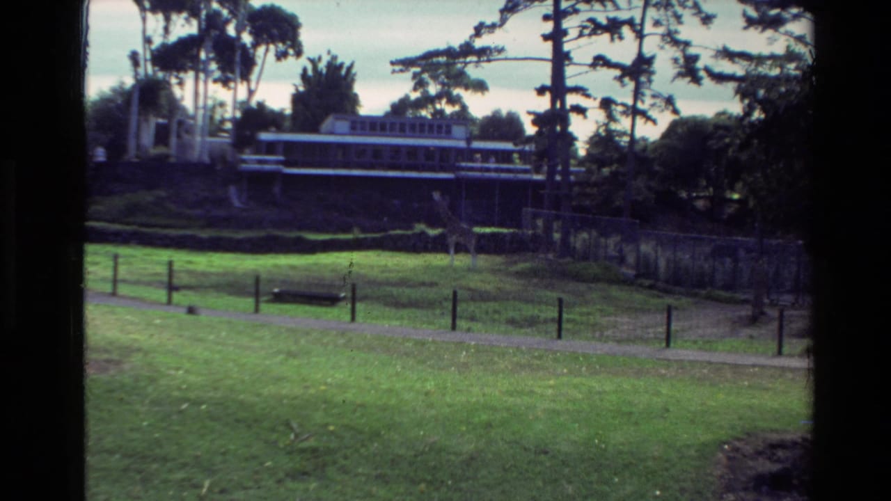 1981 New Zealand home-movie view through window framing toward a grassy wildlife park enclosure with a giraffe near a stone wall.