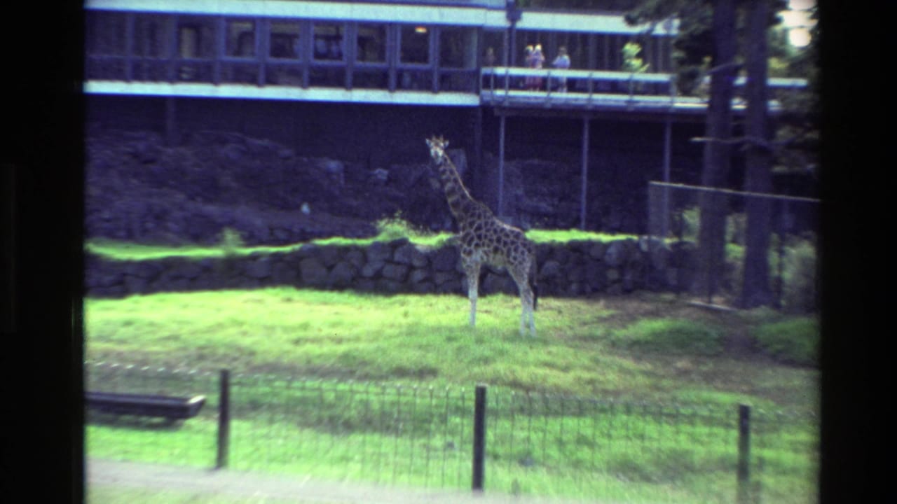 Giraffe in a New Zealand wildlife park enclosure, with a stone wall, fenced lawn, and distant visitors on an elevated deck.