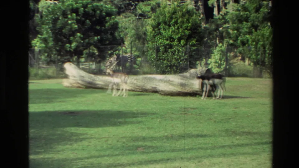 1981 New Zealand wildlife park scene with antelope-like animals crossing a lawn beside a fallen log and a zebra farther back.