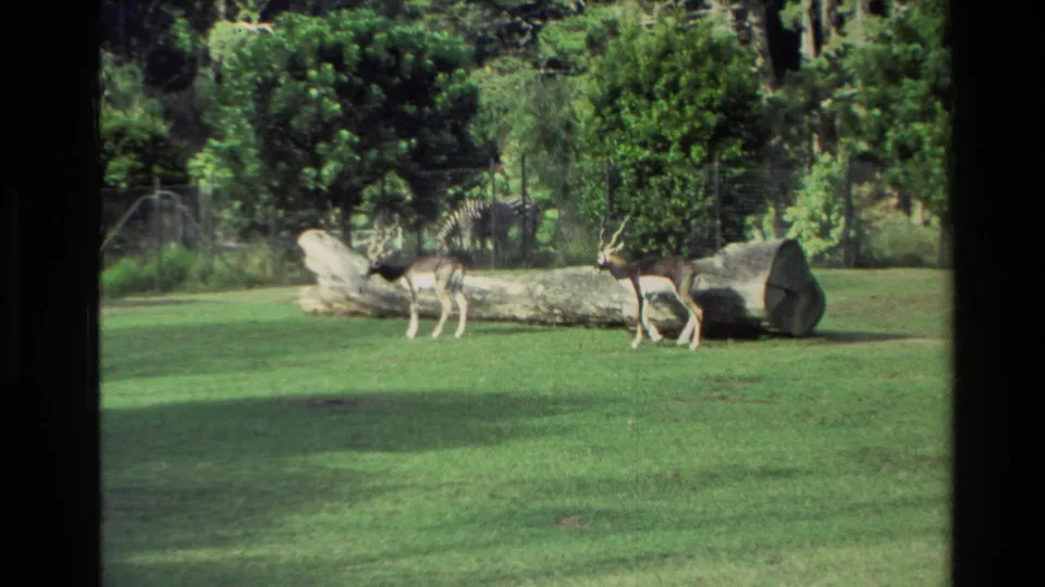 Antelope-like animals in a 1981 New Zealand wildlife park enclosure, with a large log, lawn, trees, and fencing visible.