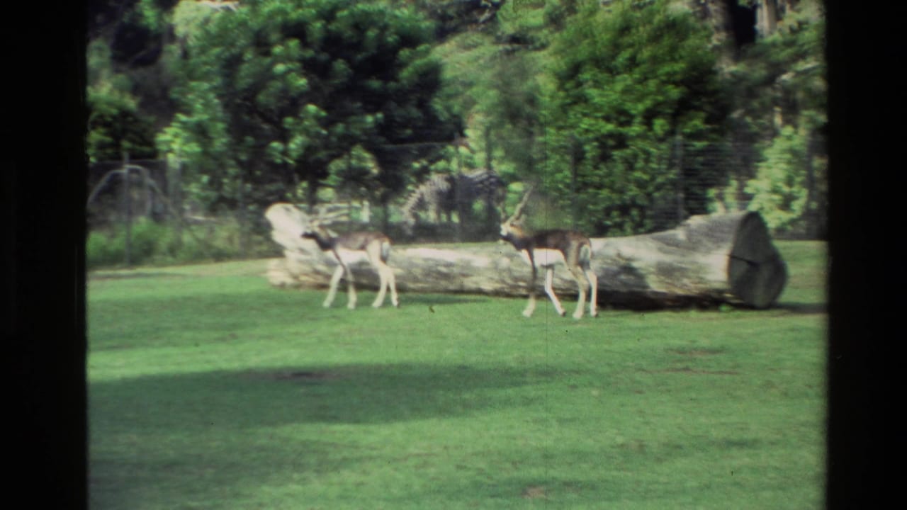 Two antelopes walk across a grassy enclosure near a large fallen log.