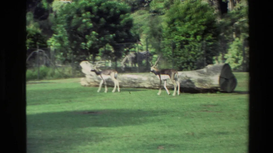 1981 New Zealand 8mm frame showing two blackbuck-like antelopes on a sunlit lawn with trees, fencing, and a fallen log behind them.