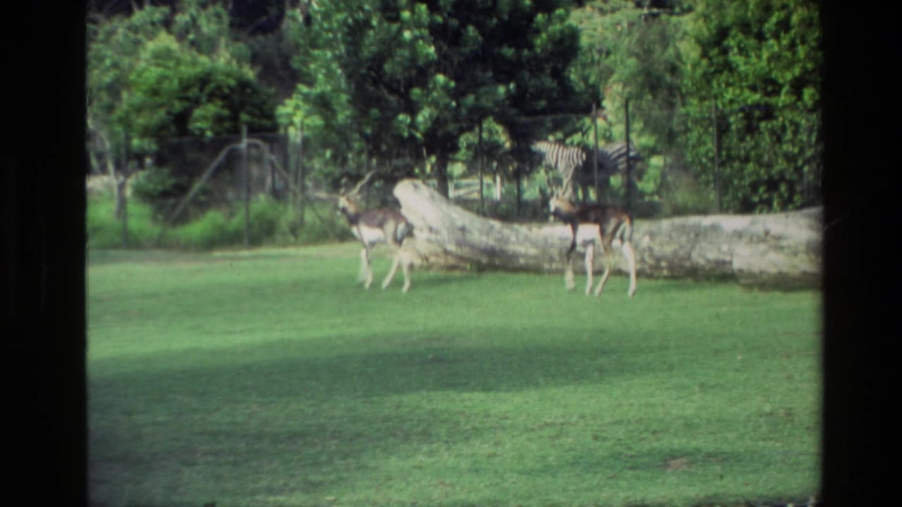 1981 New Zealand 8mm frame with two blackbuck-like antelopes on grass, a fallen log, wire fencing, trees, and zebras in the background.