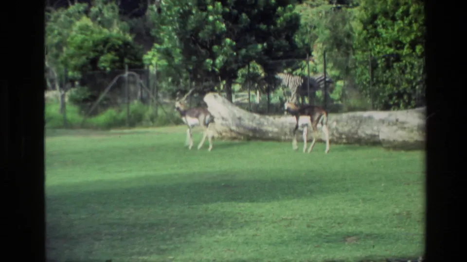 1981 New Zealand 8mm frame with two blackbuck-like antelopes on grass, a fallen log, wire fencing, trees, and zebras in the background.