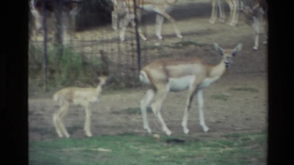 Soft 1981 New Zealand 8mm frame showing a doe and fawn near fencing, with other animals partly visible in the shaded background.