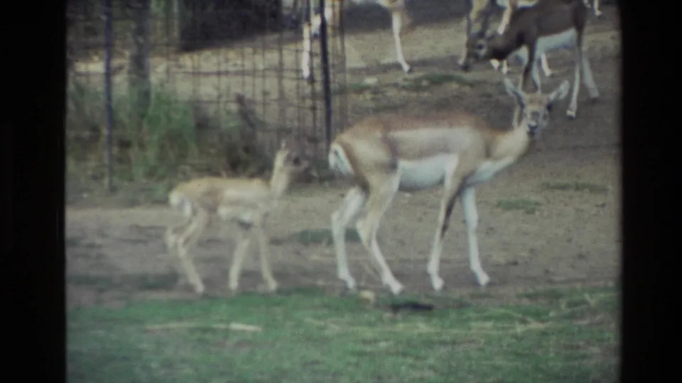 1981 New Zealand 8mm frame showing a doe and fawn in profile beside wire fencing, with another antelope partly seen at the right edge.