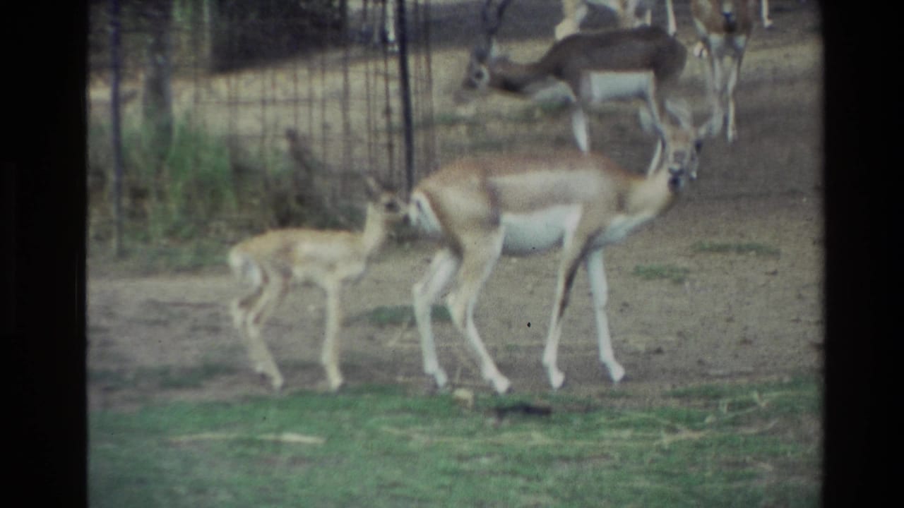 1981 New Zealand 8mm frame showing an adult kangaroo and small joey in a shaded zoo-style enclosure.